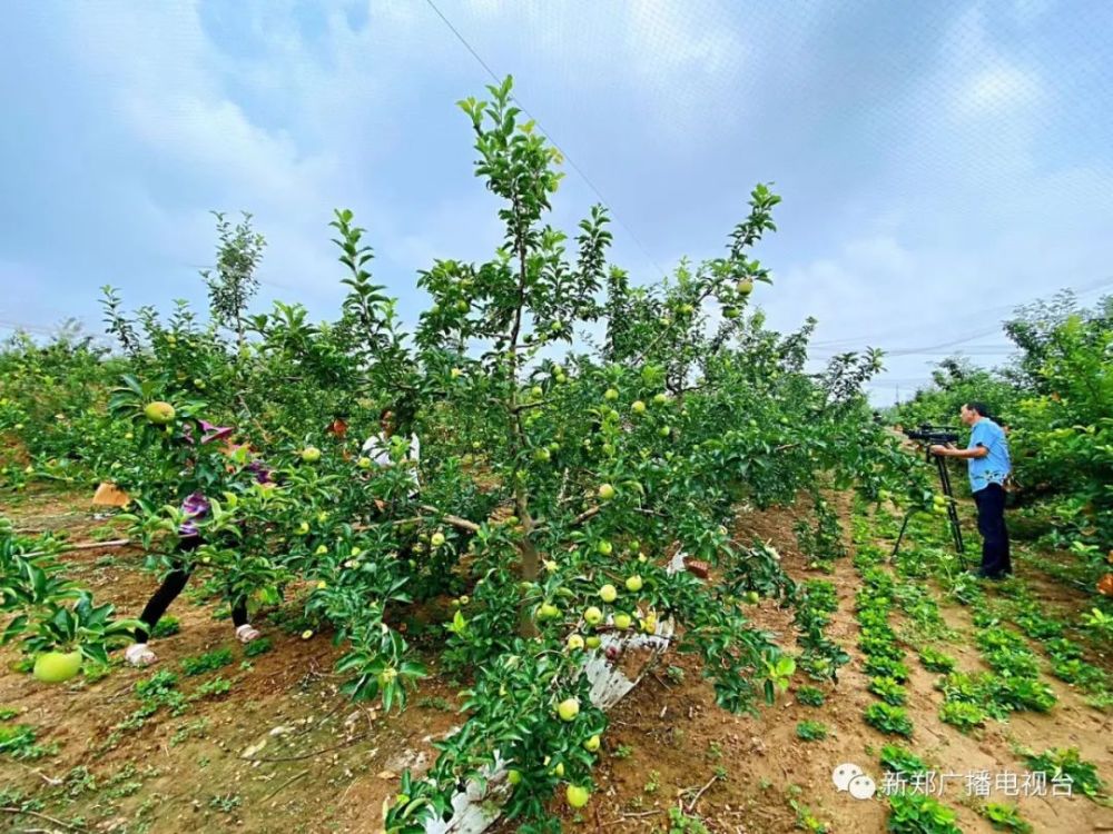 一大波果园,让"贫瘠地"升级"幸福园"