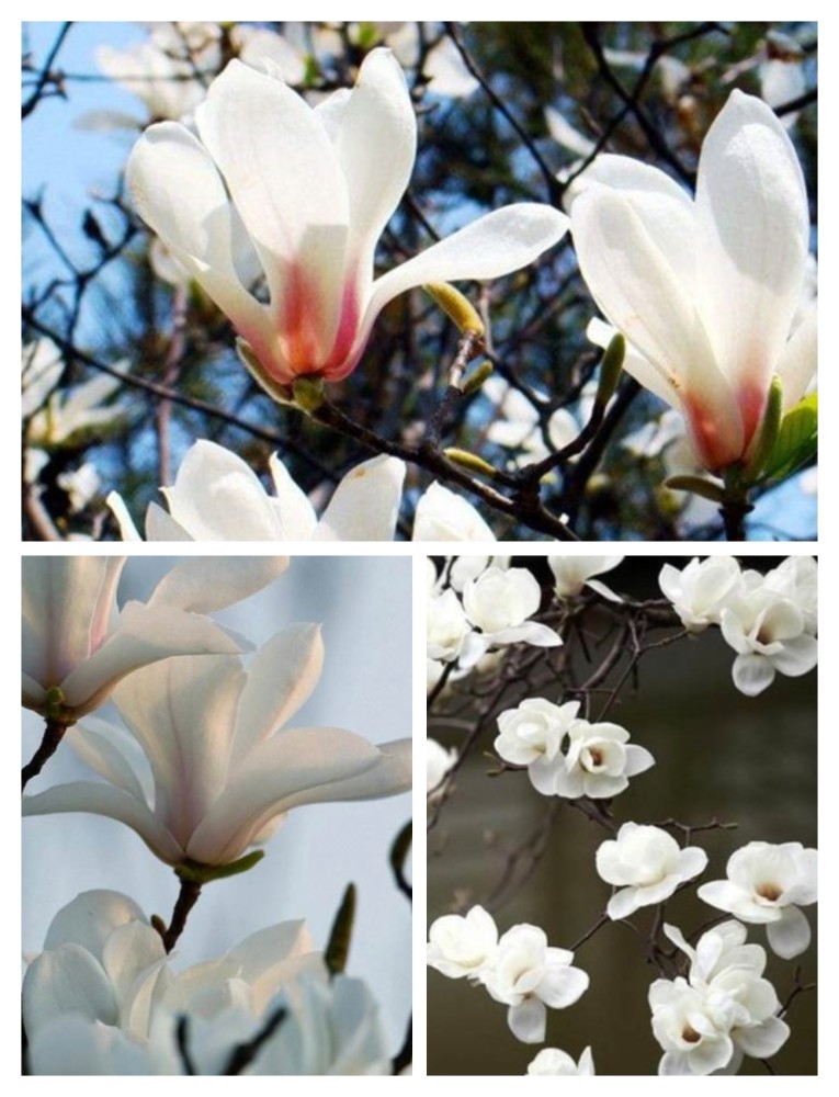 玉兰花别名:白玉兰,木兰,玉兰花,玉树,迎春花,望 春,应春花,玉堂春