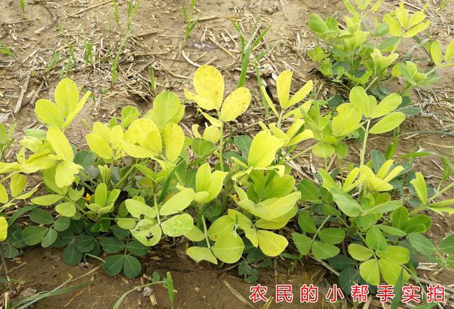 花生黄叶不知道啥原因,打了一遍杀菌剂效果不佳,可能不是病害