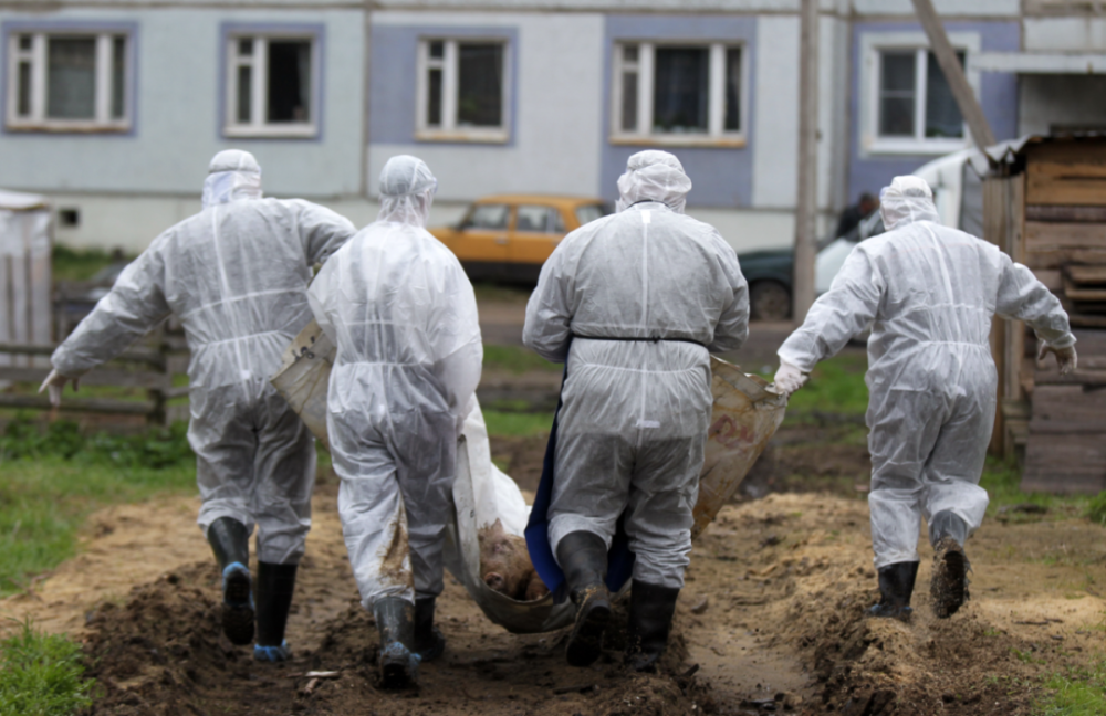 人传人|新型猪流感会人传人？论文作者回应