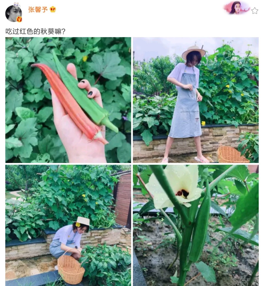 张馨予|馋猫张馨予，满满一盘8个黄豆粉糍粑，全都被吃光了，不禁感叹：好软糯