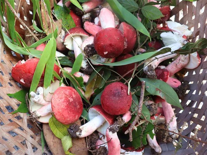 武平捷文直播采红菇喽五市记者前来围观