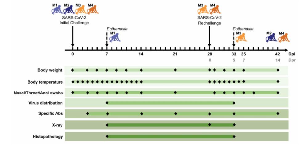 再感染|秦川团队《科学》刊发研究：新冠感染恒河猴康复后不会再感染