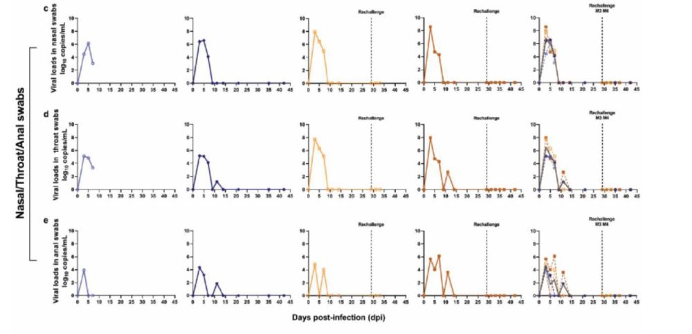 再感染|秦川团队《科学》刊发研究：新冠感染恒河猴康复后不会再感染