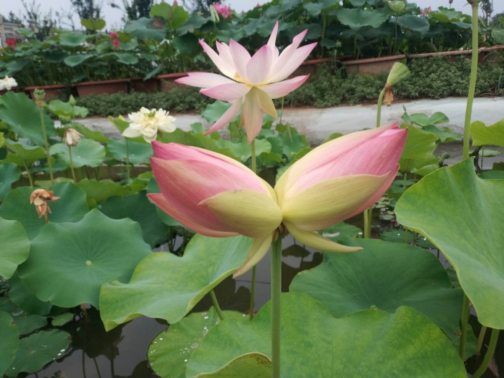 北房镇|十万分之一！怀柔北房镇一苗圃并蒂莲开花