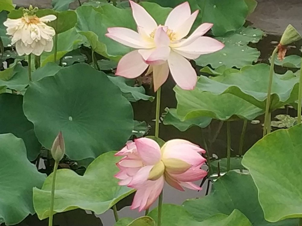 北房镇|十万分之一！怀柔北房镇一苗圃并蒂莲开花