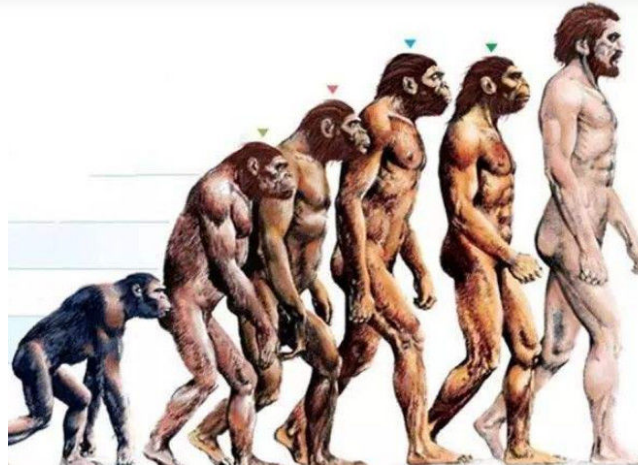 现代猴子还能进化成人吗 巴拿马猴群进入石器时代 科学家很担忧 进化 巴拿马 类人猿 猴子 科学家