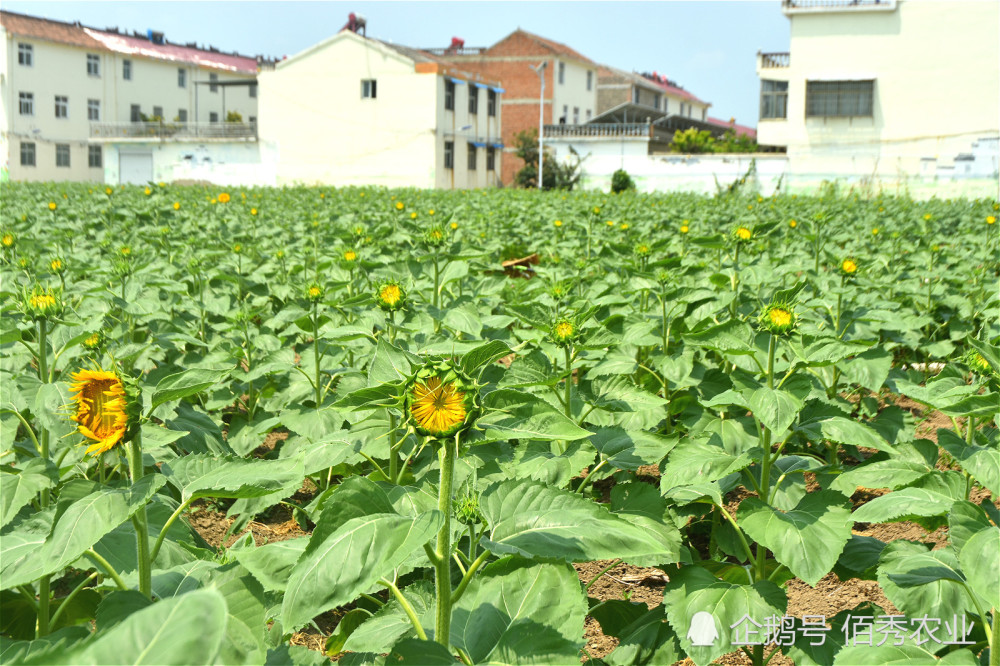 花可观赏 种子能榨油 这种 迷你瓜子 悄然成为农民新宠 腾讯新闻