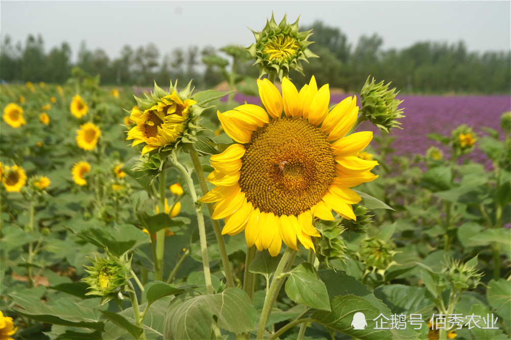 花可观赏种子能榨油这种迷你瓜子悄然成为农民新宠