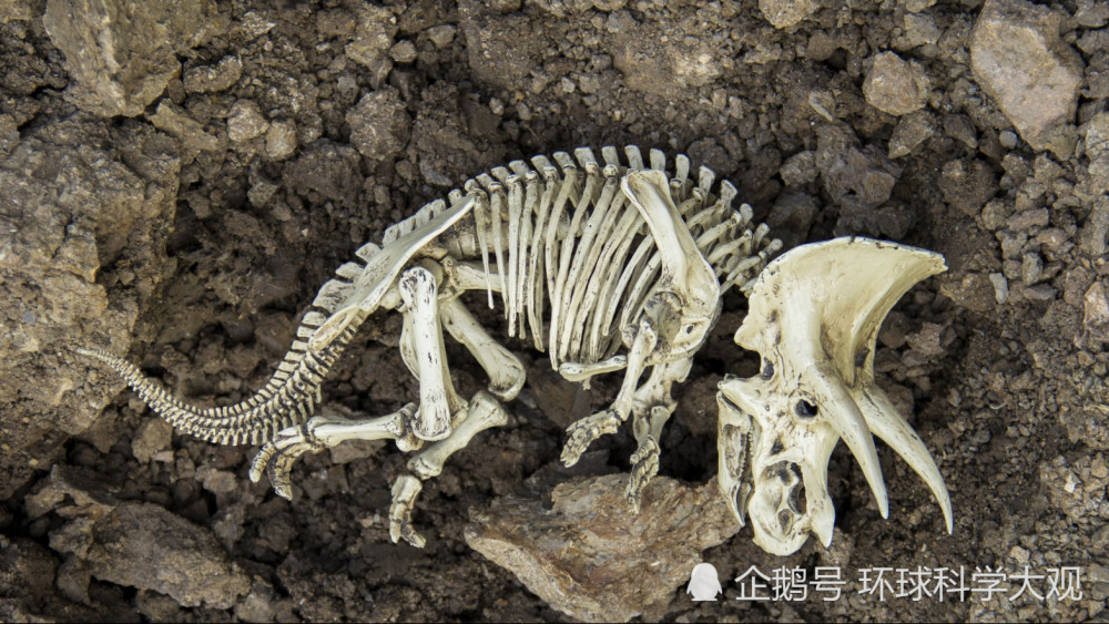 灭绝|濒危物种越来越多，生物灭绝正在加速进行？要恢复可能需要百万年