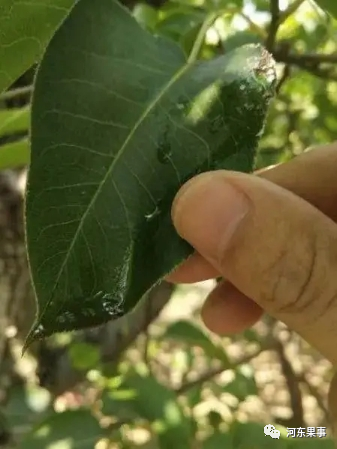 梨木虱|梨木虱怎么用药效果好