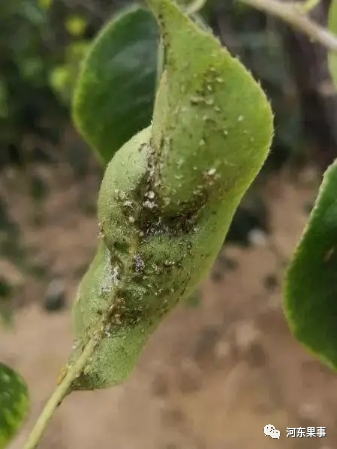 梨木虱怎么用药效果好