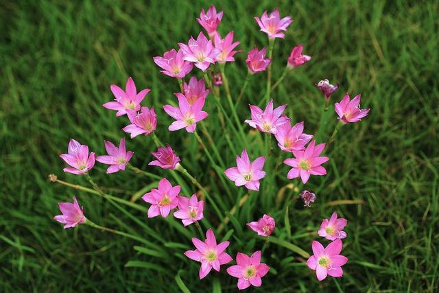 葱兰|这3种花不能碰，远远观赏就行了，小心中毒