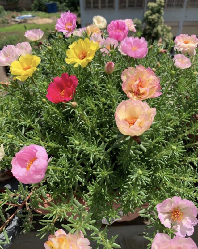 不起眼的太陽花栽到花盆裡以後開花像月季一樣漂亮