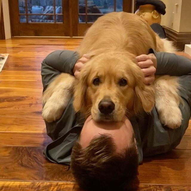 猫咪趴主人身上,80斤狗狗看了超嫉妒:走开让我来