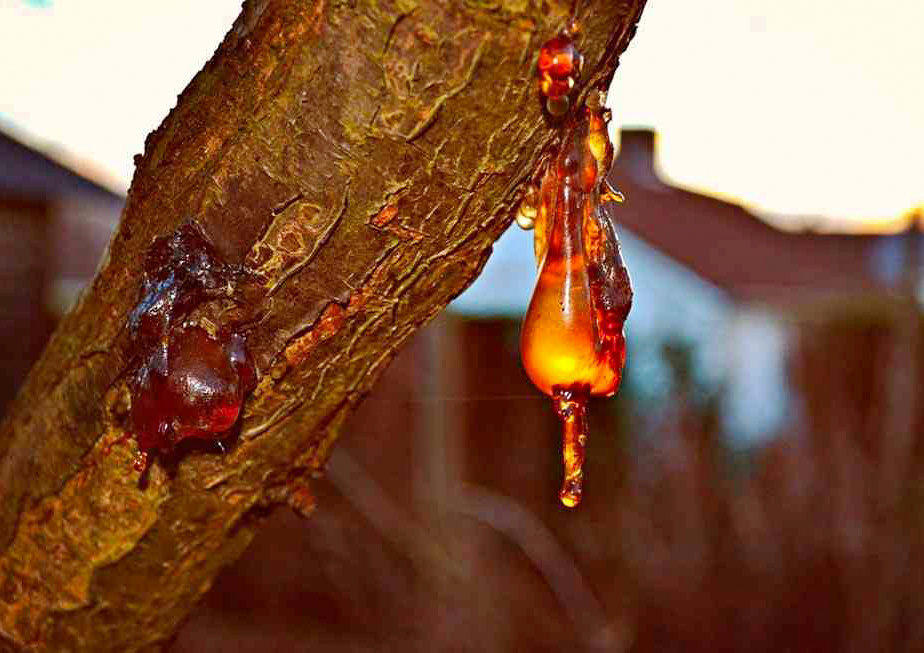 琥珀|两只史前苍蝇交配时变琥珀，4100万年后还要被围观