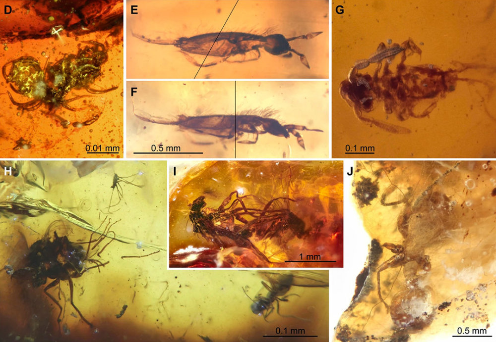 琥珀|两只史前苍蝇交配时变琥珀，4100万年后还要被围观
