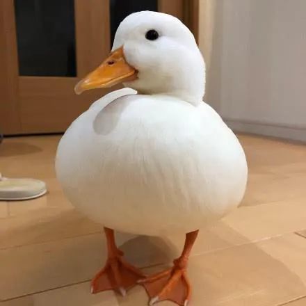 鸭鸭这么可爱为什么要吃鸭鸭