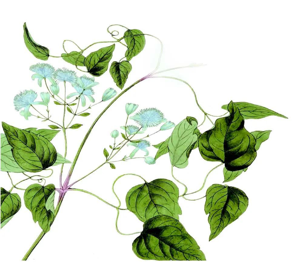 加拉帕戈斯群岛|它们，是植物世界的 “入侵者”