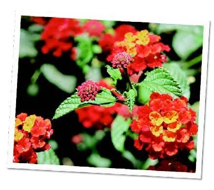 加拉帕戈斯群岛|它们，是植物世界的 “入侵者”