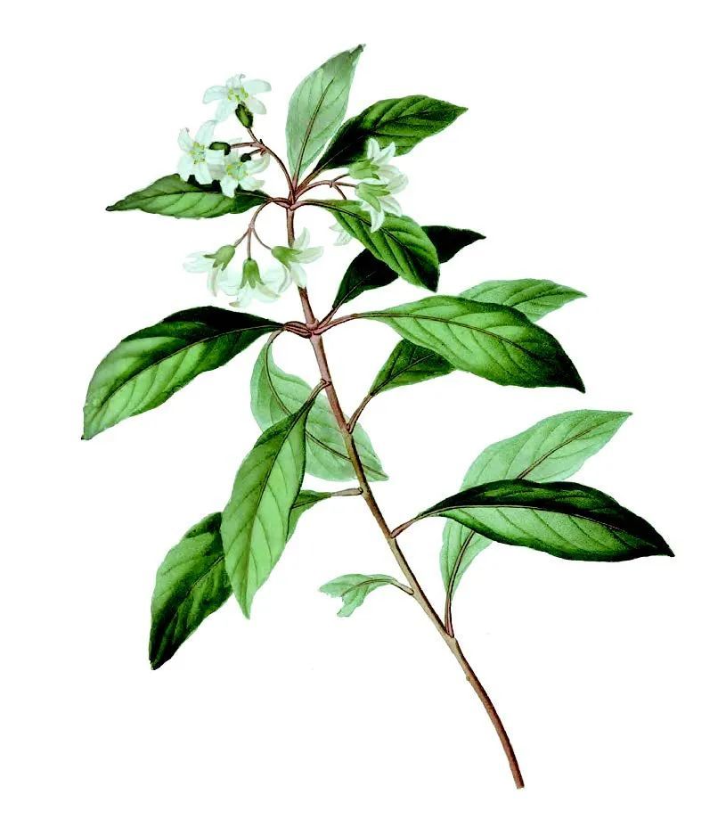 加拉帕戈斯群岛|它们，是植物世界的 “入侵者”