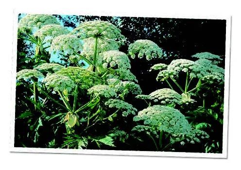 加拉帕戈斯群岛|它们，是植物世界的 “入侵者”