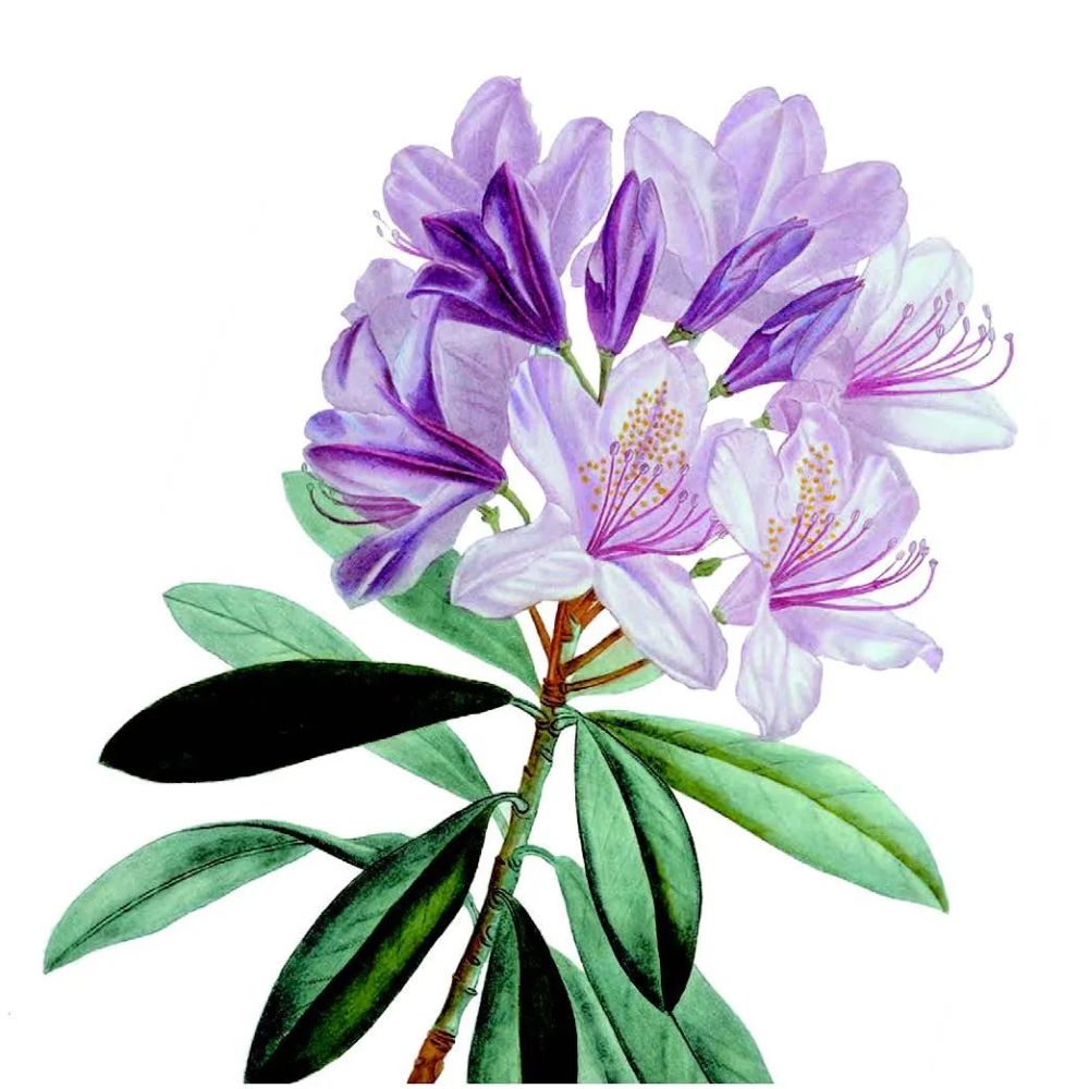 加拉帕戈斯群岛|它们，是植物世界的 “入侵者”