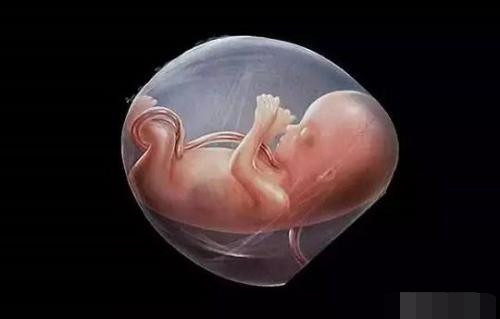 胎儿"七活八不活"的说法有什么科学依据吗?