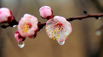 杏花雨|宋代僧人的这首诗，写出了人与自然相处的真谛，值得细细品味