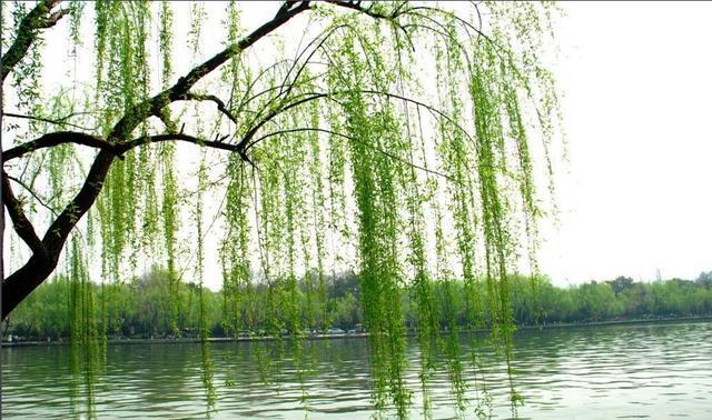 杏花雨|宋代僧人的这首诗，写出了人与自然相处的真谛，值得细细品味