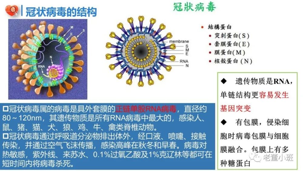 【高考預測】新冠病毒與高考生物考點解析