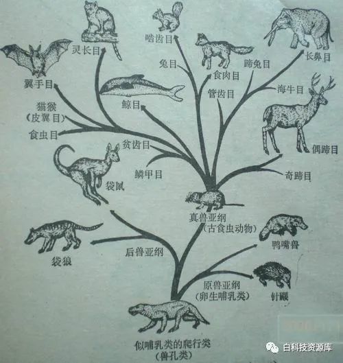 是先有鸡还是先有蛋,这篇文章给予解答