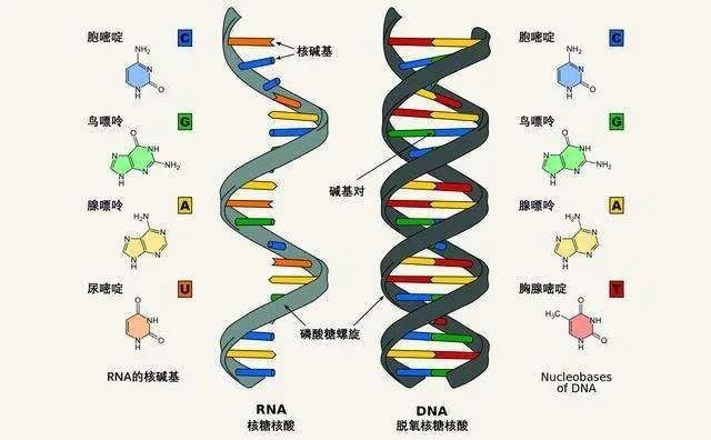 rna是由4种基本的核苷酸(a,g,c,u)组成的单链分子.