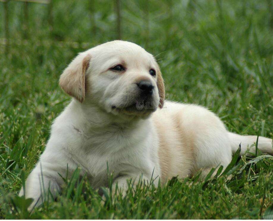 狗狗被吓到了怎么办?拉布拉多犬舍哪家好?向往优宠_宠物课堂