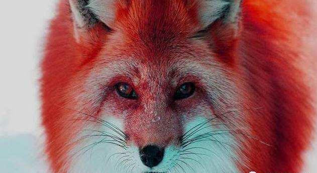 龙吟视频真相来了,虽然我们不愿意相信,但是声音却是来自于它