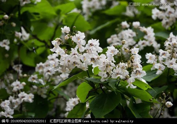 散文 梓树张长贵 梓树 张长贵 梓树花 木材 埤雅 林州市
