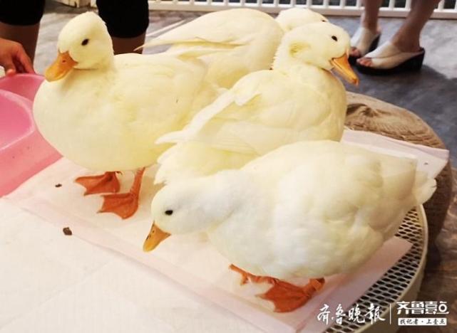 王思聪的宠物鸭一只能卖15000元的网红鸭现身济南