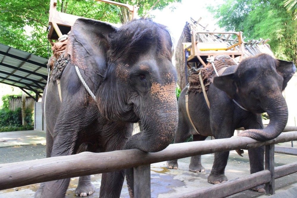 在1990年代,越南野外大约有1500~2000头大象,但如今该国大象数量急剧