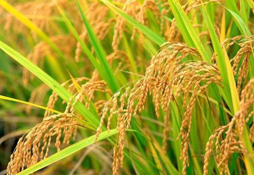 6月,黑龙江三大主粮行情综述,玉米大豆水稻全面分析