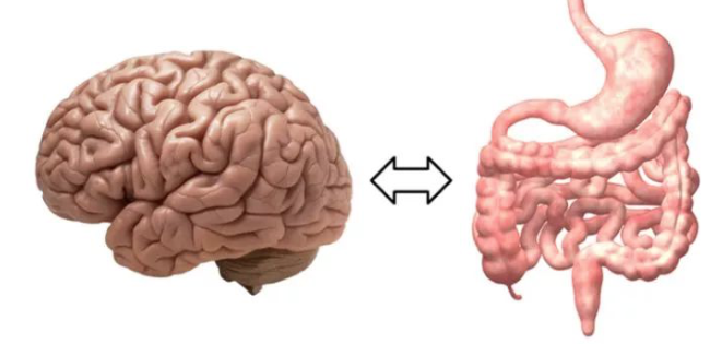 你脑子长在了肚子里