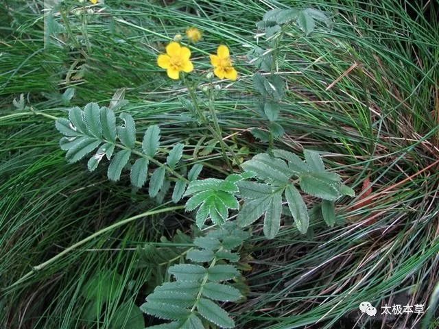 銀毛委陵菜,地檳榔,番白草,地榆,赤地榆,精地白,光委陵,翻白菜,爬地茶