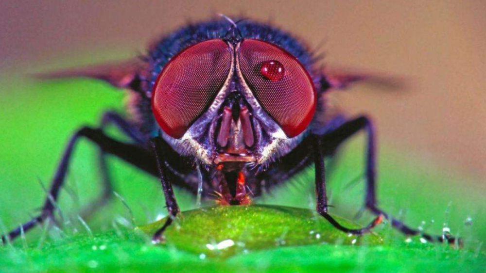 灭绝|2020年又一种生物灭绝！发现至今220年的鱼种，这意味着什么？
