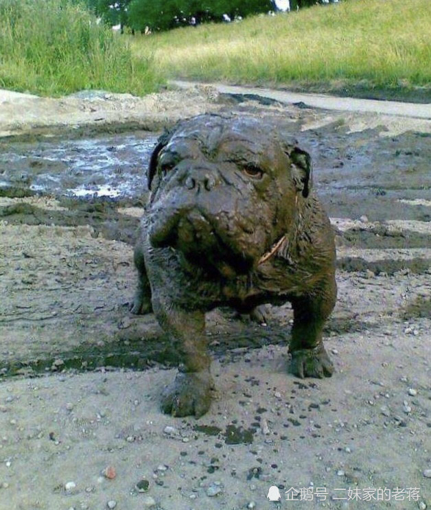 狗子掉进泥坑里,妹子欲哭无泪