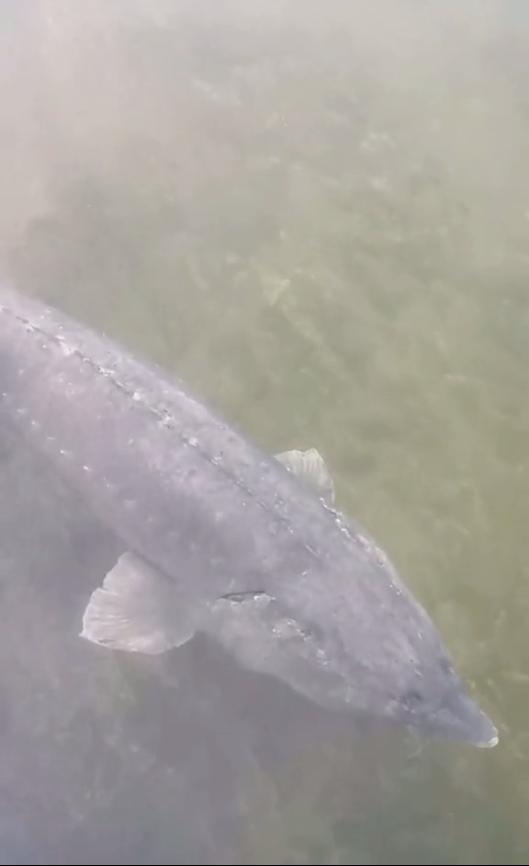 有人长江游玩,拍到几百斤大鱼靠岸,长江里还有这么大的鱼?