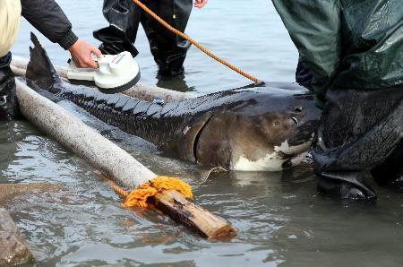 有人长江游玩,拍到几百斤大鱼靠岸,长江里还有这么大的鱼?