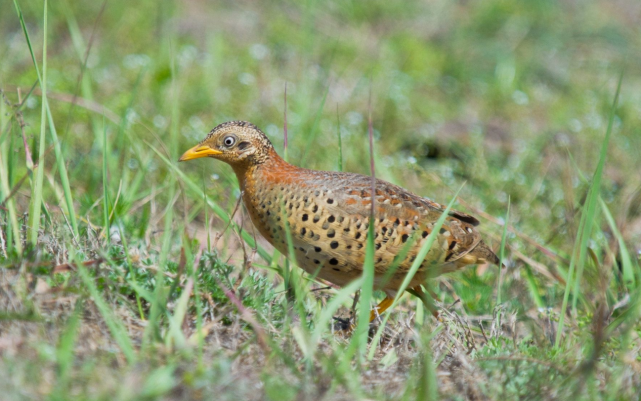 贵州"怪声"答案系鸟叫,这是什么样的生物?