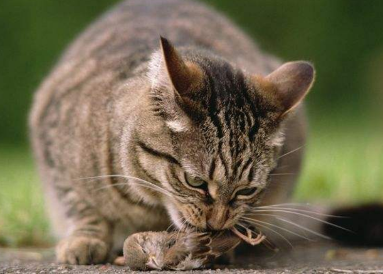猫咪一秒神技扑倒麻雀 令人叹为观止 猫 你们对速度一无所知 腾讯新闻