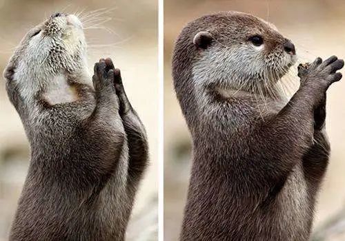 残杀生命聚众火拼藐视法律新加坡最大黑恶势力竟是