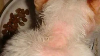 猫患皮肤癌的6种症状 腾讯网