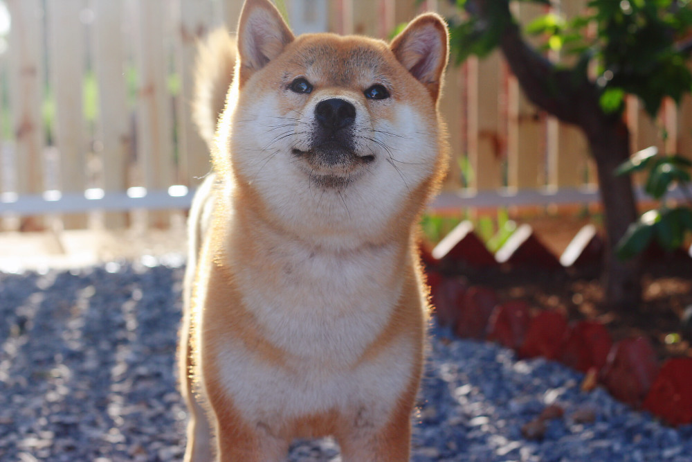 柴犬居然還有生理期手把手教你該注意哪幾點